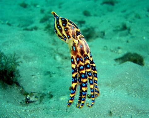 Image result for Blue-Ringed Octopus Facts