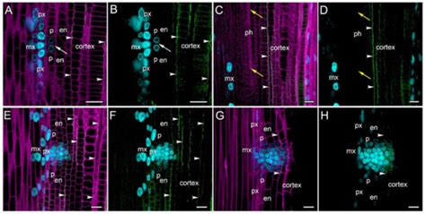 Lateral Root Initiation in Cucumber (Cucumis sativus): What Does the ...