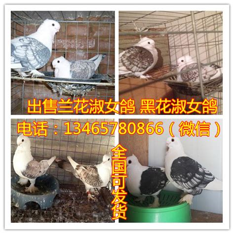 鸽子市场-中国信鸽信息网相册