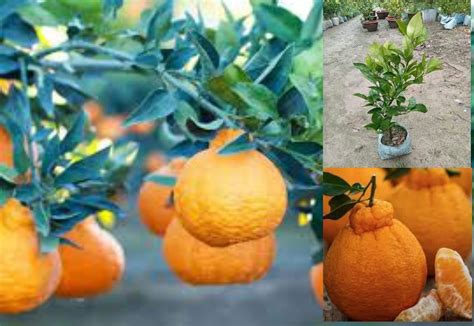 RISHIKA PLANT HOUSE "ORIGINAL JAPANESE DEKOPON ORANGE" Santra (GRAFTED ...