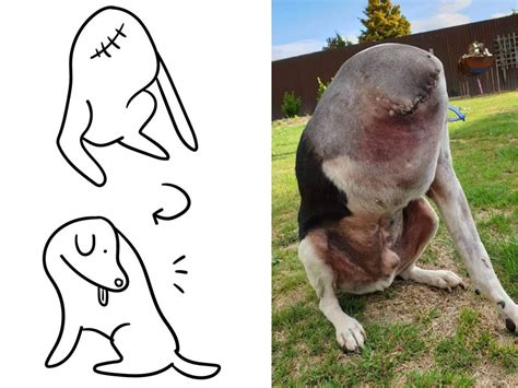 Headless Dog Photo Viral On Internet people Can not Believe Their Eyes ...