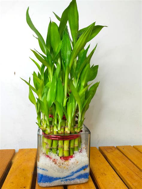Lucky Bamboo in Glass Pot — Mudfingers