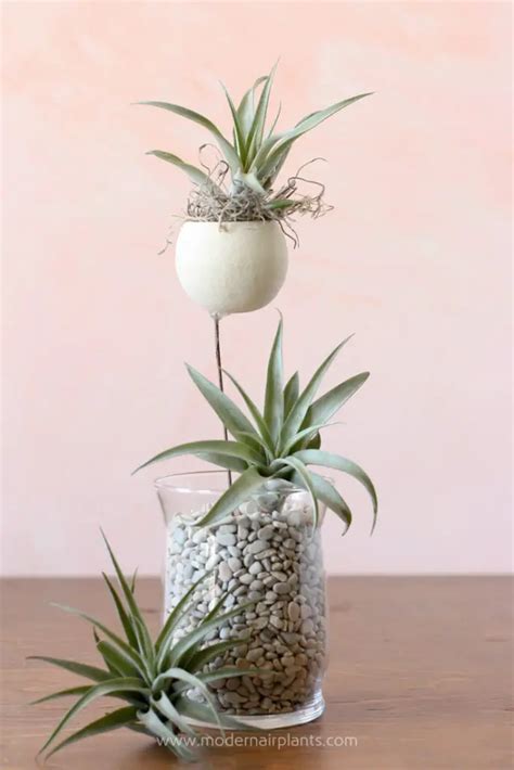 Air Plants Arrangements 的图像结果