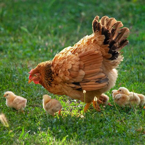 Pin by Sandra66 on Quebra cabeca | Beautiful chickens, Pet chickens ...