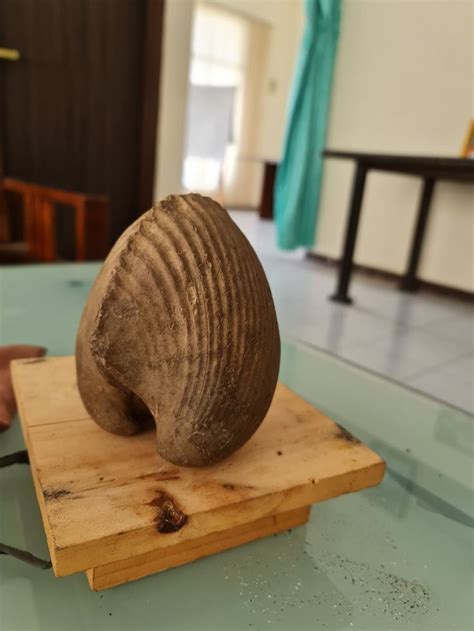 Image result for Sea Shell Fossil