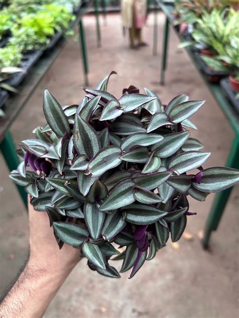 aglonema-anjuman – Dream Green