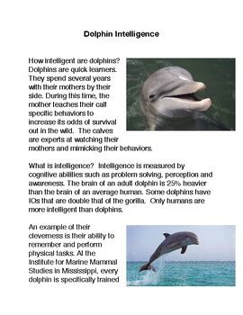 Dolphin Intelligence 的图像结果