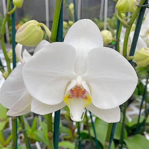 Phalaenopsis Orchid Plant - Serena Medium Stage
