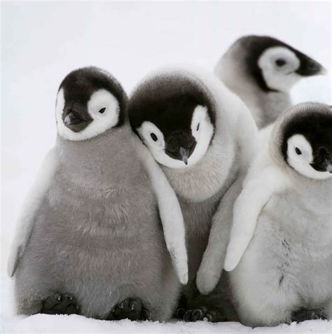 22 Facts About Penguins - OhMyFacts