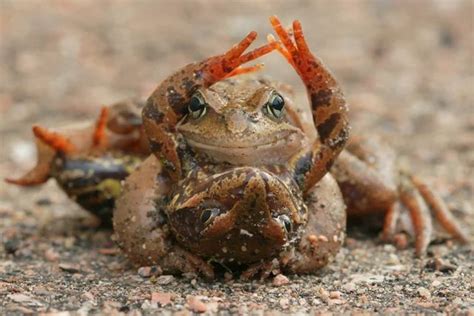 Image result for Silly Toad Meme