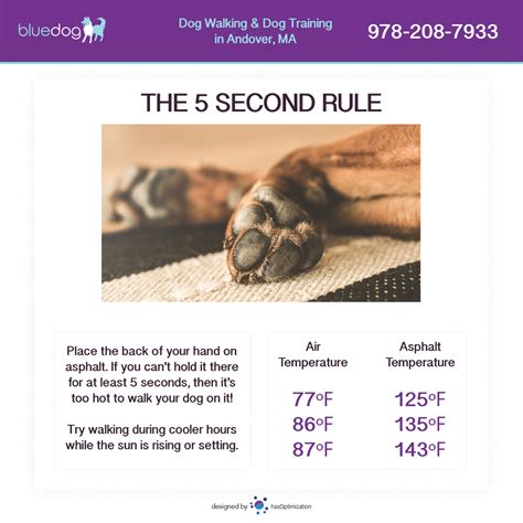 How To Heal Burned Paws at Jamie Gibb blog