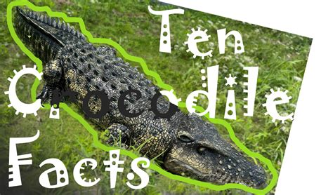 Facts About Crocodiles