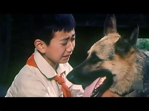7部关于警犬神犬的电视剧，你们最喜欢哪一部？_腾讯新闻