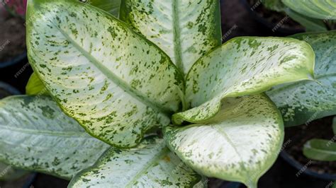 Premium Photo | Dieffenbachia dumb cane plant top angle view