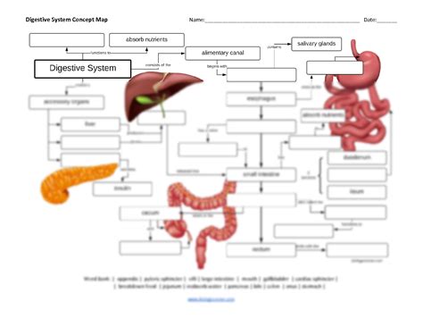 SOLUTION: Digestive system concept map - Studypool