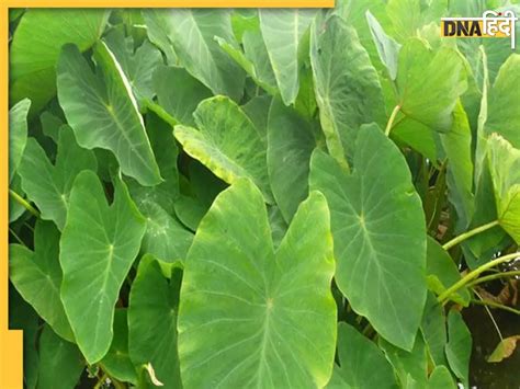 Arbi Ke Patte: मानसून सुपरफूड हैं अरबी की पत्तियां, खाने से पहले जान ...