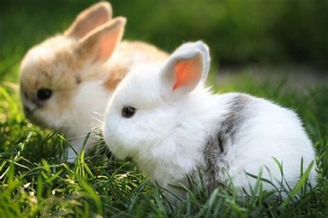 梦见兔子生了好多小兔子_周公解梦梦到兔子生了好多小兔子是什么意思_做梦梦见兔子生了好多小兔子好不好_周公解梦官网