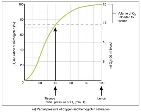 The Oxygen-Hemoglobin Dissociation Curve: A Vital Medical Insight ...
