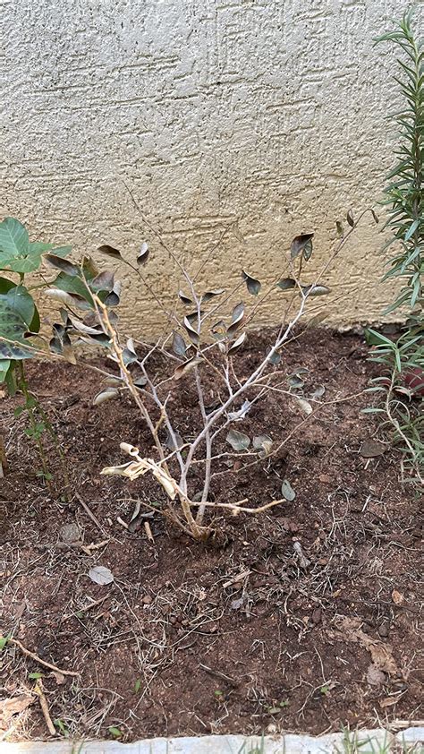 Garden Art Red Jatropha Flowering plant "Nettlespurges" Shrubs Flowers ...