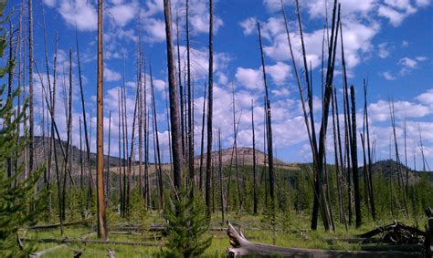 Elevation of West Entrance Road, W Entrance Rd, Yellowstone National ...
