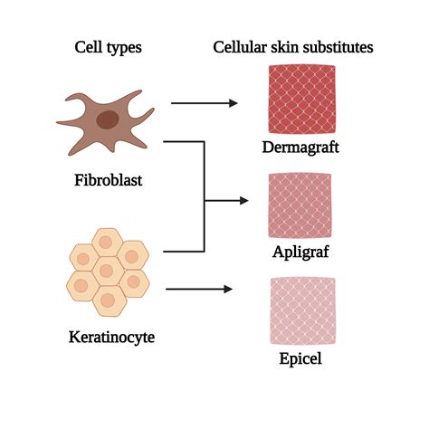 Tissue engineering Applications 的图像结果