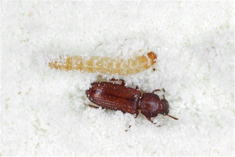 Confused Flour Beetle: Identification and Prevention Tips