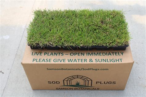 Amazon.com : Generic Innovation Zoysia Sod Plug-18 Pack, Green : Patio ...