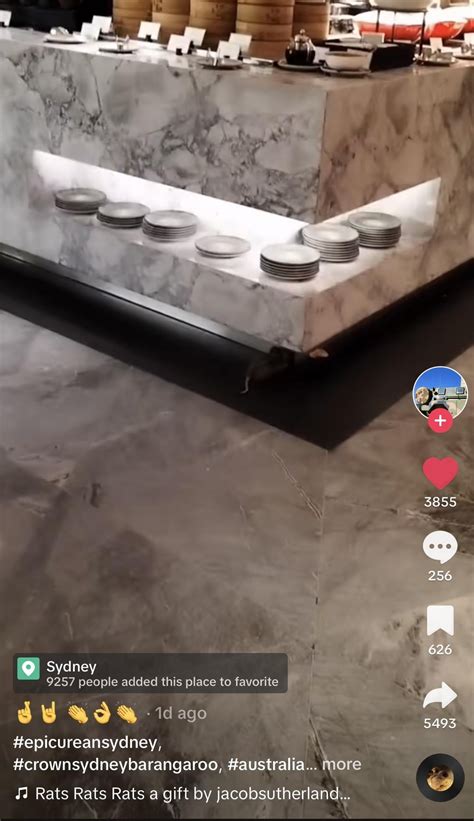 ratatouille is that you ? : r/sydney