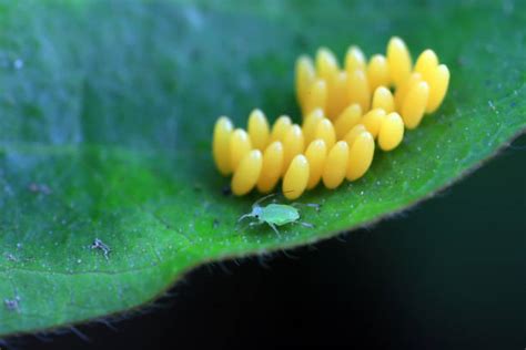 Ladybug Season 2 的图像结果