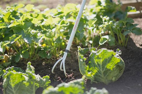 Concreate Weeding Tools 的图像结果