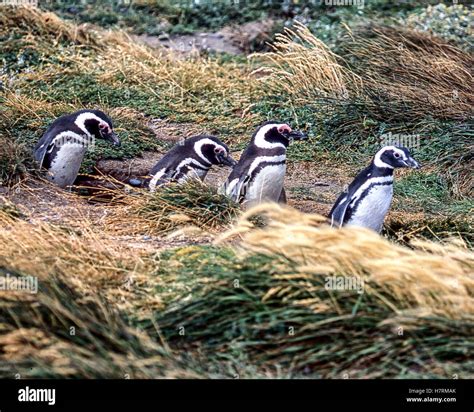 Magallanes Region, Chile. 22nd Feb, 2003. Magellanic penguins ...