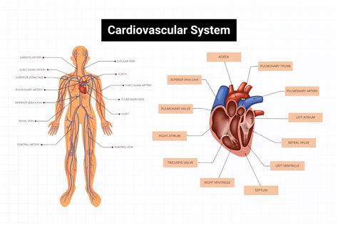 Cardiovascular System 的图像结果