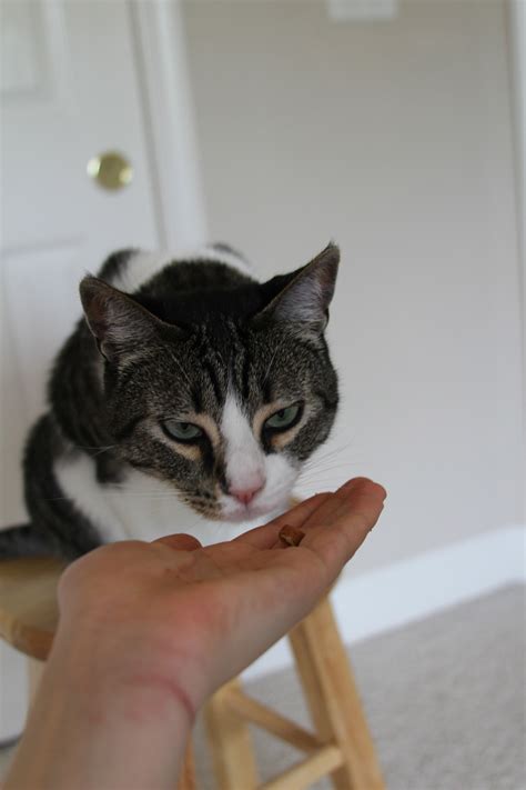 Image result for Clicker Training Cats