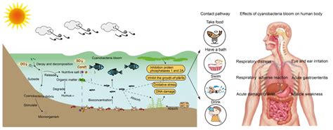 The Impact of Cyanobacteria Blooms on the Aquatic Environment and Human Health