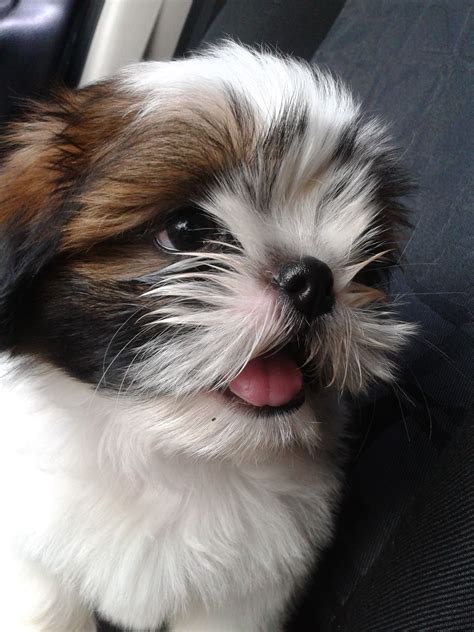 Sunnybelle shih tzus in texas shih tzu puppies good dog – Artofit