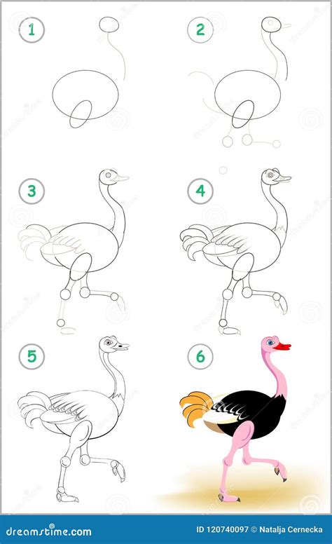Ostrich Drawing Lesson - Ostrich Drawing72 how to draw a ostrich