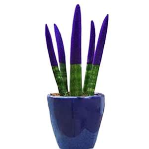 Futaba Rainbow Sansevieria Tiger Strip Seeds - Purple - 100 Pcs ...
