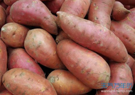 地瓜是什么(烤红薯是不是健康食物？有关吃红薯的8个问题) - 【爱喜匠】