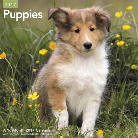 Shake Cats 2018 Calendar : Amazon.in: Books