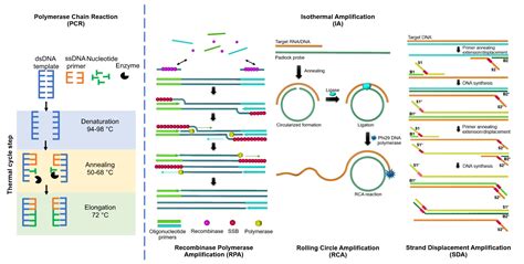 Image result for Nucleic Acid Amplification Test Explained