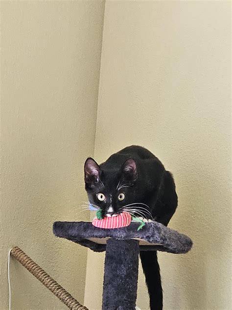 The mighty hunter with his prey. : r/TuxedoCats