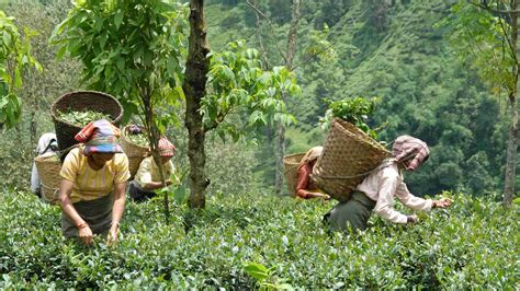 Darjeeling in March: Why Smart Travelers Choose This Time to Visit - PUNE PULSE