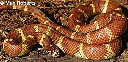 Image result for Python 3D Man