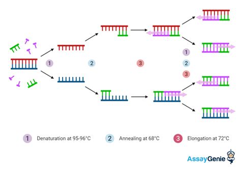 Image result for Examples of PCR Process
