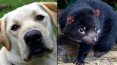 Tasmanian Devil Sound : Are Tasmanian Devils Dangerous, Maybe you would ...