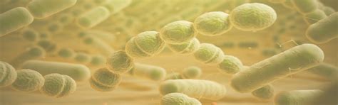 Microbial Culture