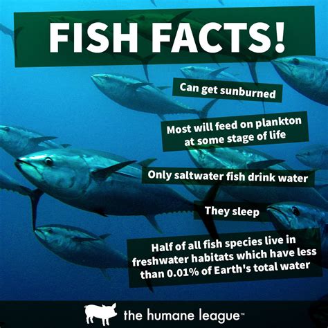 Fish Eating Facts at Helen Ervin blog