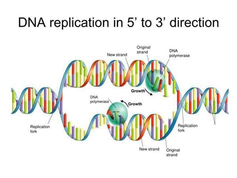 Image result for DNA Replication Sequence