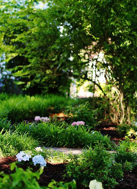 Growing Hydrangea In Texas: Simple Tips - Thistlewood Farm