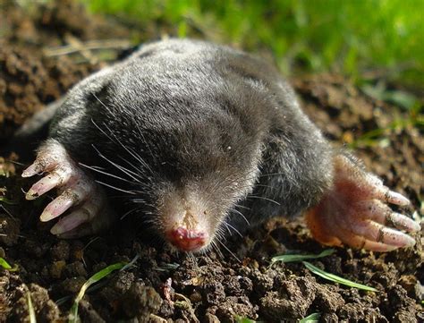 Image result for Mole Problem Solving